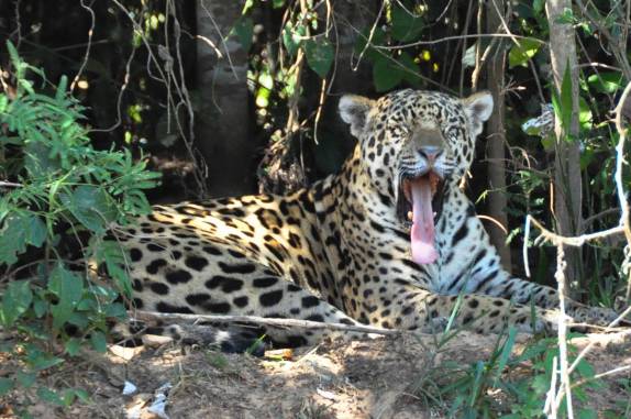 Um enorme bocejo de onça em barranco no rio Cuiabá, região de Porto Jofre, no final da rodovia Transpantaneira, no Pantanal Norte, no Mato Grosso